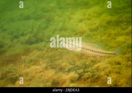Branzino Micropterus salmoides riposante in un lago d'acqua dolce. Foto Stock