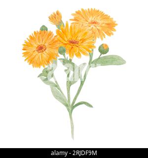 Boquet di calendula officinalis acquerello illustrazioni disegnate a mano. Elementi botanici per etichette, prodotti ecologici, tessuti, erbe naturali Foto Stock