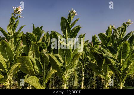 Aleppo, Siria. 21 agosto 2023. Una visione generale delle piante di tabacco in una piantagione di tabacco nel villaggio di al-Jalamah ad Afrin. Credito: Anas Alkharboutli/dpa/Alamy Live News Foto Stock