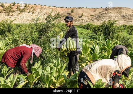 Aleppo, Siria. 21 agosto 2023. Gli agricoltori siriani lavorano in una piantagione di tabacco nel villaggio di al-Jalamah ad Afrin. Credito: Anas Alkharboutli/dpa/Alamy Live News Foto Stock