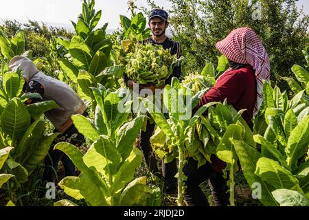 Aleppo, Siria. 21 agosto 2023. Gli agricoltori siriani lavorano in una piantagione di tabacco nel villaggio di al-Jalamah ad Afrin. Credito: Anas Alkharboutli/dpa/Alamy Live News Foto Stock