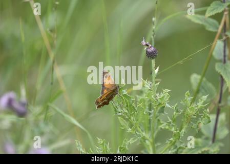 Gatekeeper Butterfly (Pyronia tithonus) rivolto verso camera su Knapweed, su uno sfondo verde, preso nel Regno Unito a luglio Foto Stock