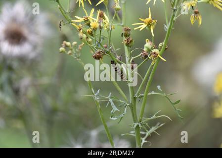 Cinnabar Moth Caterpillar (Tyria jacobaeae) Climbing Up Green Stem of a Yellow Wildflower Plant, preso nel Regno Unito a luglio Foto Stock