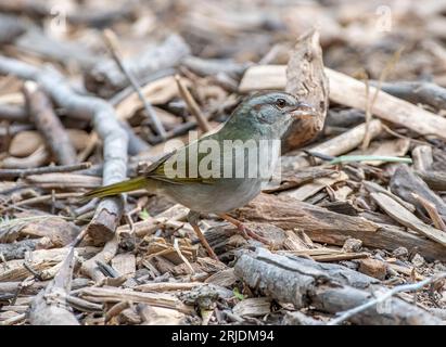 Questo tipico timido Olive Sparrow è emerso da un boschetto del Texas meridionale per nutrirsi dei semi sparsi all'esterno di un uccello cieco al Laguna Atascosa National Wi Foto Stock