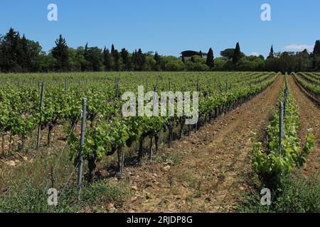 Filari di viti nel sole pomeridiano su terreno ciottolo con alberi di Cipro dietro Vineyard a Châteauneuf-de-gadagne. Concetto di sovrapproduzione francese Foto Stock