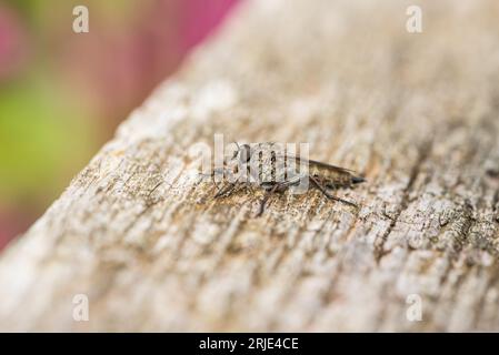 Robberfly (Machimus sp.) nutrirsi di un altro insetto Foto Stock