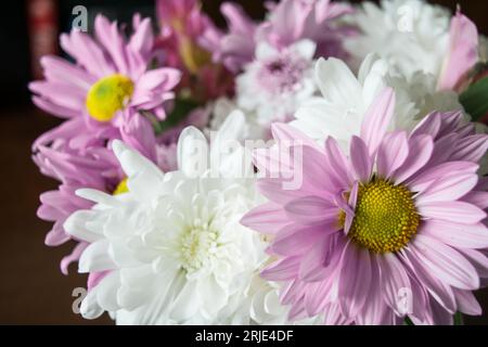 Vista ravvicinata di piccoli fiori colorati Foto Stock