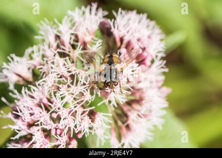 Foraging Tachinid Fly - Tachina fera Foto Stock