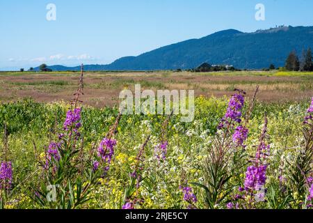 Wetlands along Padialla Bay in Skagit County, Washington Stock Photo