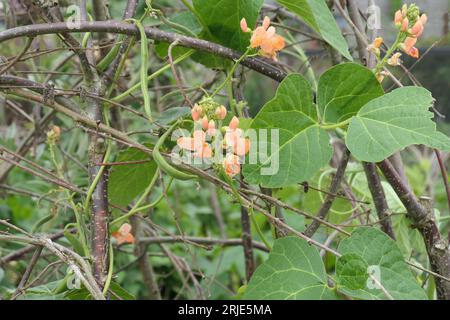Phaseolus coccineus 'celebration' fagiolo rampicante fiore e foglie di salmone su una cornice di rametti. Primo piano per uso educativo e da giardinaggio 'come fare'. Foto Stock