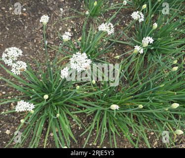 Primo piano del grappolo bianco che forma erbacea perenne giardino erbacea erbacea tuberosum aglio erba cipollina cinese. Foto Stock