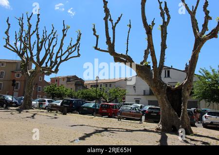 Ancient, heavily pollarded sycamore trees in spring with only small green leaves beginning to appear (L'Isle-sur-la-Sorgue, Provence, France) Stock Photo