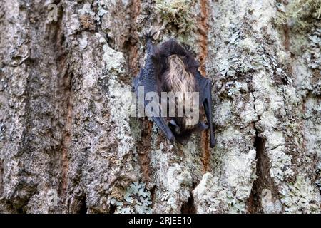 Un pipistrello che poggia su un albero. Un piccolo pipistrello ha trovato un posto per riposare su un tronco d'albero. primo piano Foto Stock