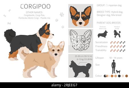 Clipart di Corgipoo. Corgi gallesi: Poodle mix. Set di colori diversi per il rivestimento. Illustrazione vettoriale Illustrazione Vettoriale