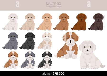 Maltipoo clipart. Mix di barboncino maltese. Set di colori diversi per il rivestimento. Illustrazione vettoriale Illustrazione Vettoriale