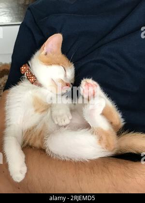 Piccolo gattino. Ha un collare con una campana sopra. Il colore del gattino è rosso con bianco. Dorme in una posizione divertente sulla schiena. Sulla forea di quell'uomo Foto Stock