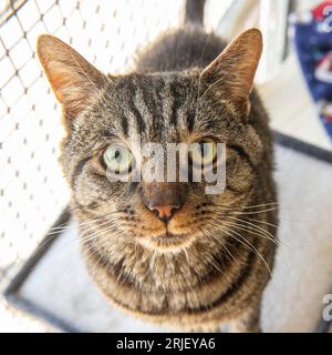 gatto di tabby Foto Stock