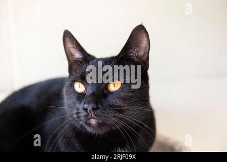 cat ndoor nere Foto Stock
