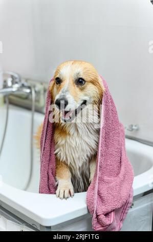 Il cane bagnato corgi gallese pembroke si trova in bagno dopo il bagno. Il cane sta sulle sue zampe posteriori e avvolto in un asciugamano. Foto Stock