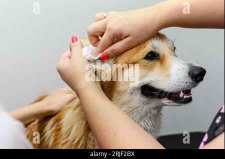 Il Groomer pulisce le orecchie dei corgi. Le mani femminili puliscono le orecchie di un cane. Foto Stock