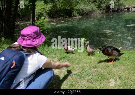 A Mallard couple and a Muscovy Duck eagerly soliciting for some bread crumbs from a visitor in Biotopo del Rio Valsura (Valsura River Biotope) Stock Photo