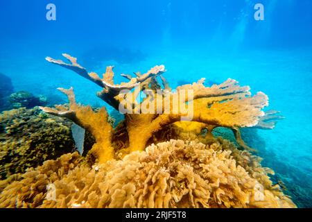 Vista subacquea dei coralli gialli luminosi che crescono nelle acque cristalline del mare nelle giornate di sole Foto Stock