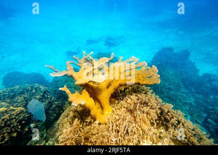 Da sopra la vista subacquea della barriera corallina gialla in acqua di mare trasparente e blu e gruppo di subacquei in lontananza Foto Stock