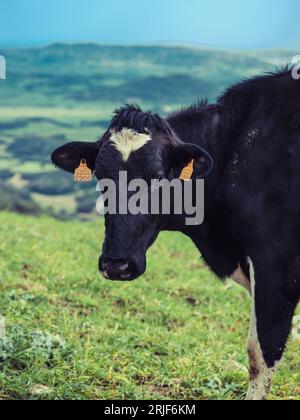 Mucca bianca e nera che si trova su prati verdi nella campagna collinare di Minorca Foto Stock
