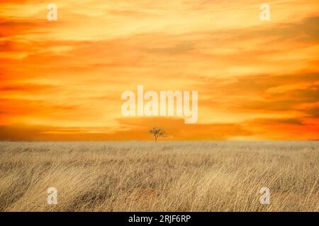 Un albero soleggiato in un prato asciutto contro un cielo azzurro limpido in una giornata di sole. Foto Stock