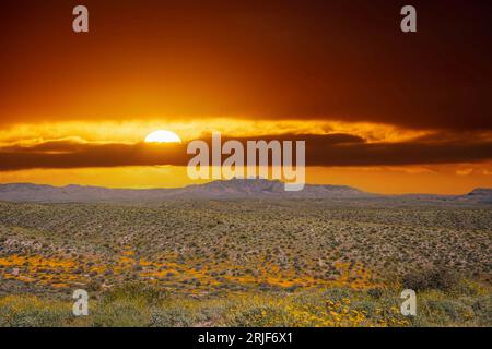 Le quattro vette dell'Arizona, con una valle piena di papaveri messicani gialli e arancioni sotto il cielo azzurro in una giornata di sole. Foto Stock