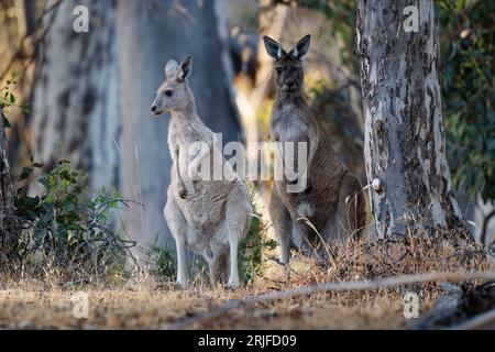 Canguro grigio occidentale - Macropus fuliginosus anche canguro gigante o nero o canguro di mallee o canguro sooty, grande canguro comune dall'Austr meridionale Foto Stock