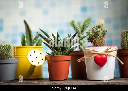Un set di piccole succulente in vasi di plastica su una base di legno con vista frontale di sfondo bianco-blu. Foto Stock
