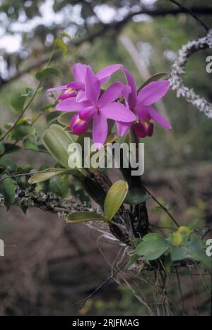 Cattleya violacea (Orchidaceae), orchidea epifitica nella galleria forestale, savana biome, Venezuela. Foto Stock