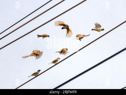Un gruppo di passeri vola intorno ai cavi elettrici Foto Stock