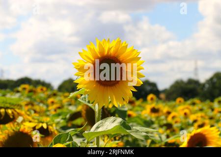 Campo di girasoli in un luminoso giorno d'estate. Labirinto di girasoli alla Frog's Farm nel Suffolk. Un'attrazione divertente per famiglie, coppie e giornate all'aperto. Foto Stock