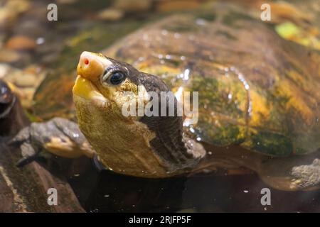 La tartaruga malese a guscio piatto (Notochelys platynota) in acqua Foto Stock