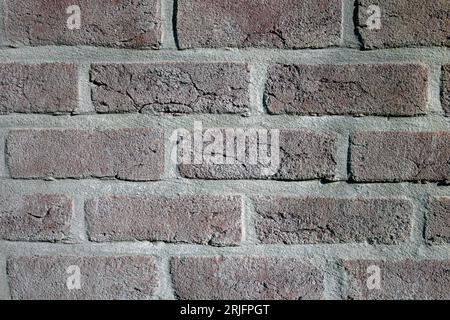 Crescita fungina in un nuovo muro di mattoni. Inizialmente, mattoni di scarsa qualità durante la costruzione Foto Stock