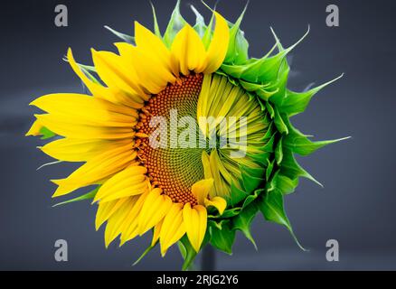 I saw this awesome looking sunflower on my way back from a walk. I ran in my house and grabbed my camera and started shooting. And got this image. Stock Photo