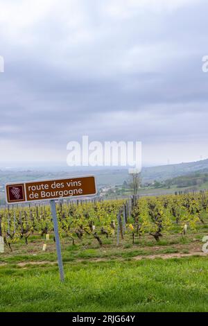 Strada del vino vicino a Saint-Veran e Macon, Borgogna, Francia Foto Stock