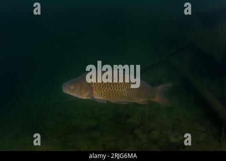 La carpa sta nuotando in acqua scura. Enorme cyprinus carpio nel lago durante le immersioni. Carpa comune vicino al fondo. Acqua europea. Foto Stock