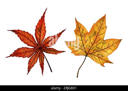 Una serie di foglie autunnali (acero e acero giapponese), illustrazione ad acquerello disegnata a mano isolata su sfondo bianco. Per motivi, tessuti, adesivi. Foto Stock