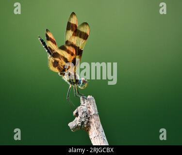 Una libellula pennante a tema Halloween arroccata delicatamente su un ramo sottile Foto Stock