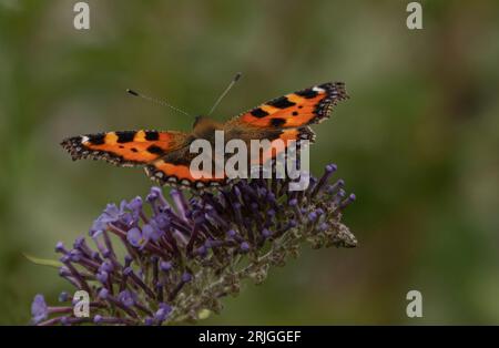 Primo piano di una farfalla atterrata su un cespuglio di Budlea con sfondo verde sfocato Foto Stock