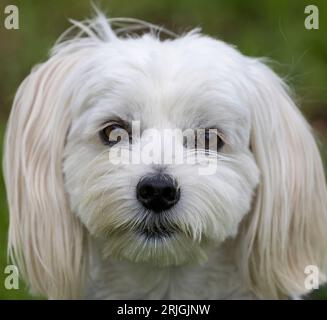 3,5 anni male Yorkie Maltese Mix (alias Morkie) Head Shot. Foto Stock