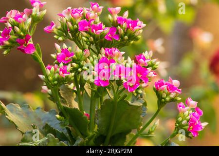 Kalanchoe blossfeldiana pianta in fiore su sfondo naturale Foto Stock