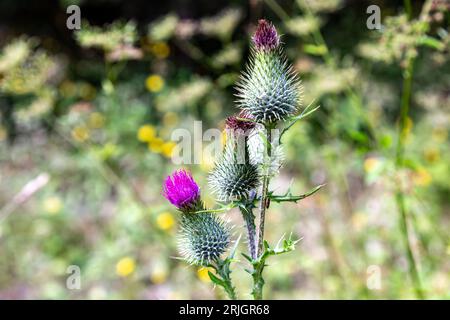 Il Carduus crispus (Carduus crispus) è visibile sulla catena montuosa del Low Tatra (Nizke Tatry) nella Slovacchia centrale. Foto Stock