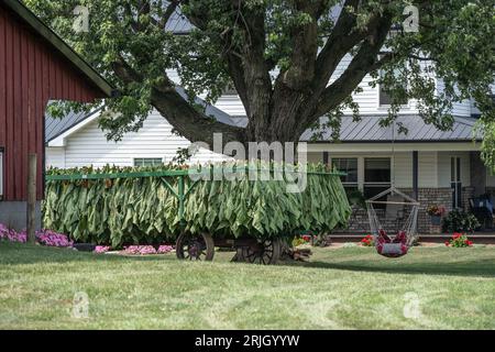 Strasburg, Pennsylvania - 26 luglio 2023: Essiccazione del tabacco in una fattoria Amish nella contea di Lancaster, Pennsylvania Foto Stock