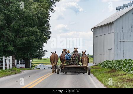 Un contadino Amish che guida un carro agricolo trainato da cavalli su strada nella contea rurale di Lancaster, Pennsylvania Foto Stock