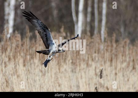Osprey che trasportano una considerevole orata comune davanti alle canne dopo averla catturata pochi secondi prima su un lago della Finlandia occidentale all'inizio di maggio 2023. Foto Stock