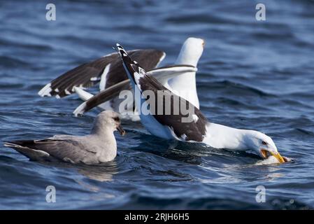 Un grande gabbiano nero e fulmars che combattono per un merluzzo morto nell'Oceano Artico, nella Norvegia settentrionale. Foto Stock